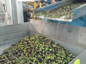 Olive lavate e prive di foglie