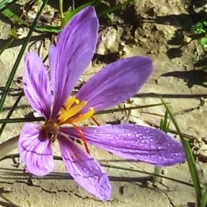 Un ape sul fiore di zafferano