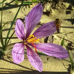 Un ape sul fiore di zafferano